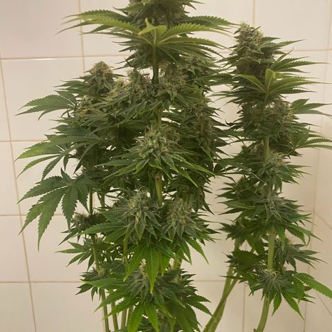 Black Domina   growlog timeline photo