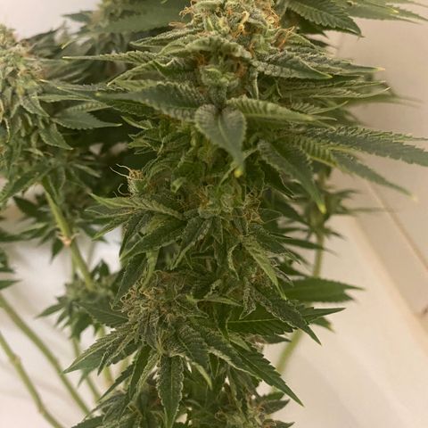 Black Domina   growlog timeline photo