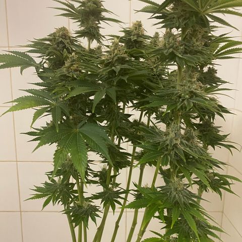 Black Domina   growlog timeline photo