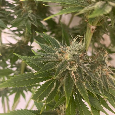 Black Domina   growlog timeline photo