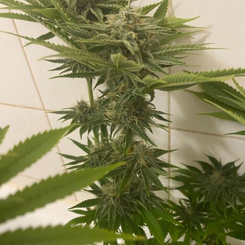 Black Domina   growlog timeline photo