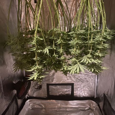Black Domina   growlog timeline photo
