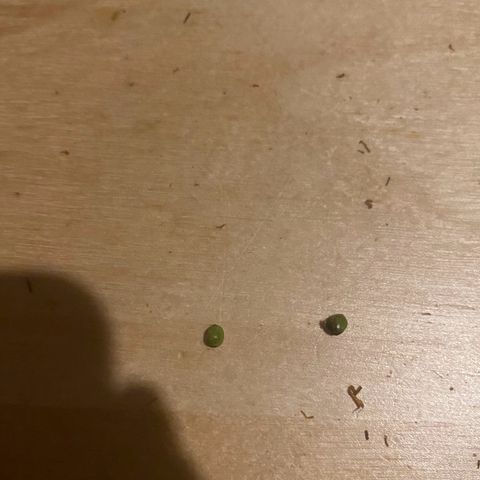 Black Domina   growlog timeline photo