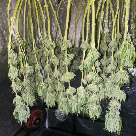 Black Domina   growlog timeline photo
