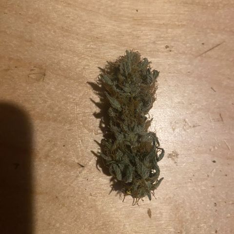 Black Domina   growlog timeline photo