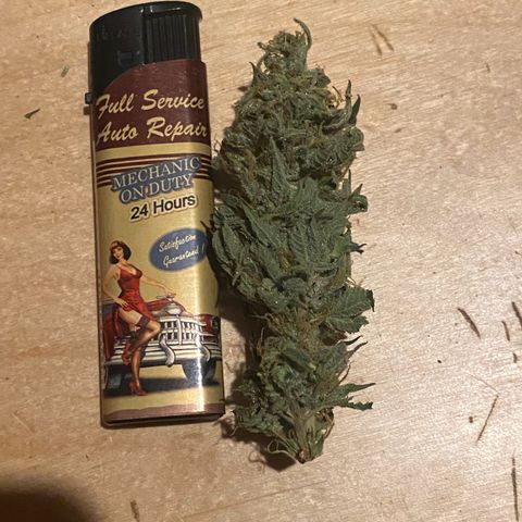 Black Domina   growlog timeline photo