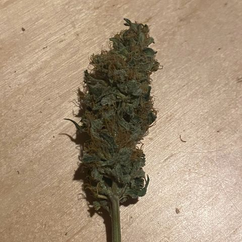 Black Domina   growlog timeline photo