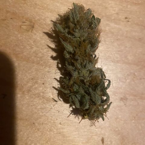 Black Domina   growlog timeline photo