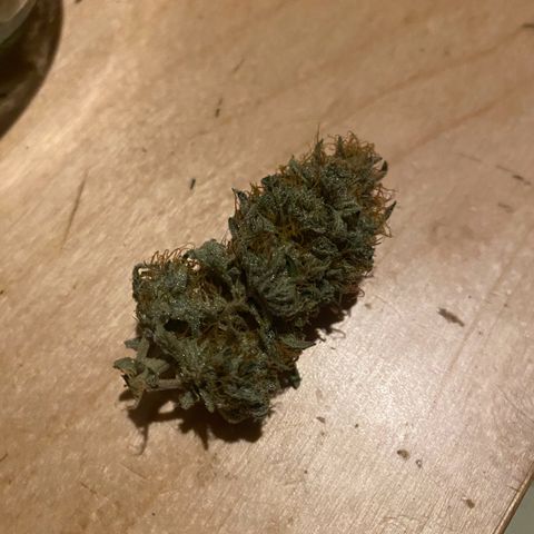 Black Domina   growlog timeline photo