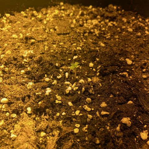 Fullgas! growlog timeline photo