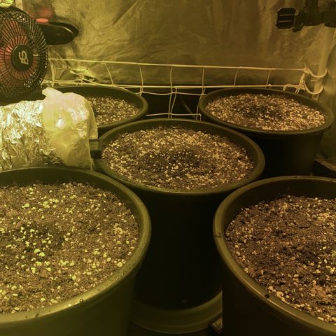 Fullgas! growlog timeline photo