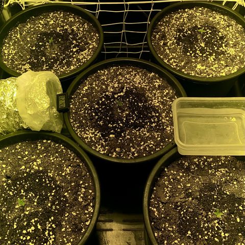 Fullgas! growlog timeline photo