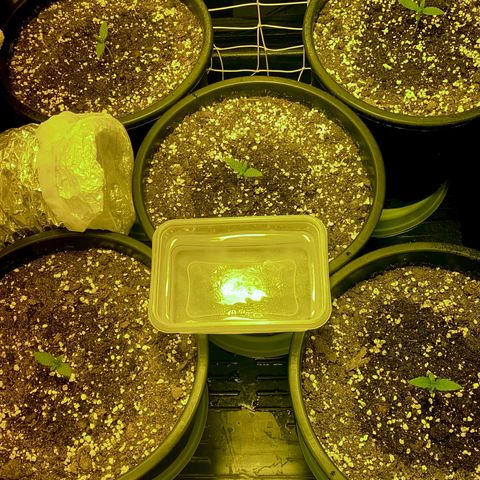 Fullgas! growlog timeline photo