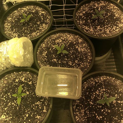 Fullgas! growlog timeline photo
