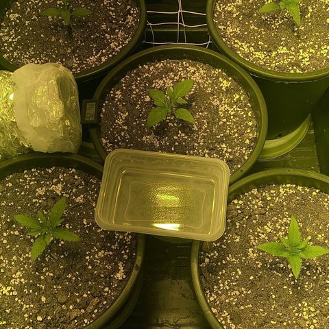 Fullgas! growlog timeline photo