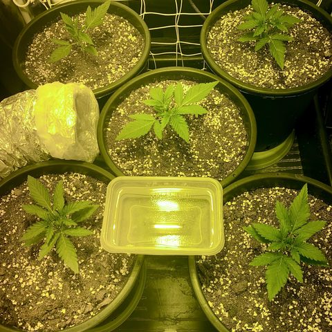 Fullgas! growlog timeline photo