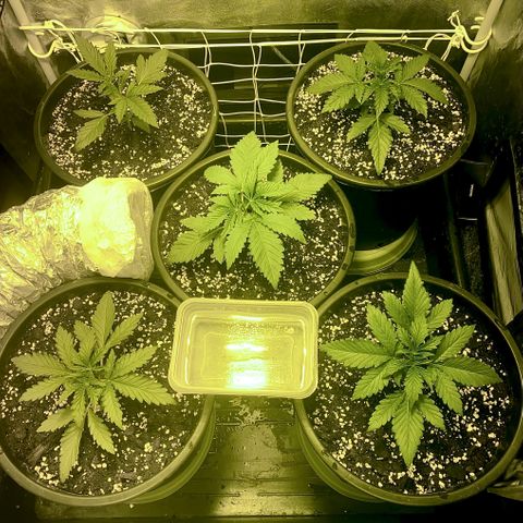 Fullgas! growlog timeline photo