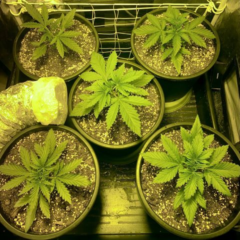Fullgas! growlog timeline photo