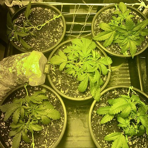 Fullgas! growlog timeline photo
