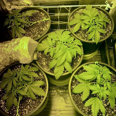 Fullgas! growlog timeline photo
