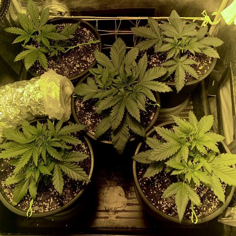 Fullgas! growlog timeline photo