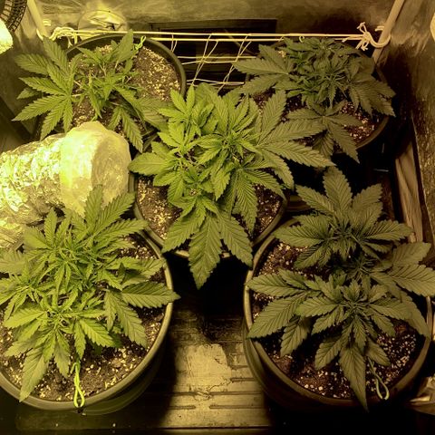 Fullgas! growlog timeline photo