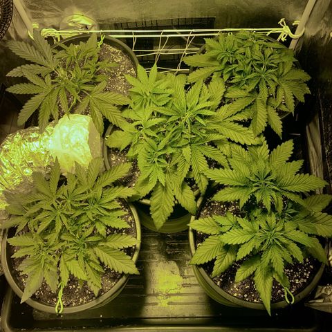 Fullgas! growlog timeline photo