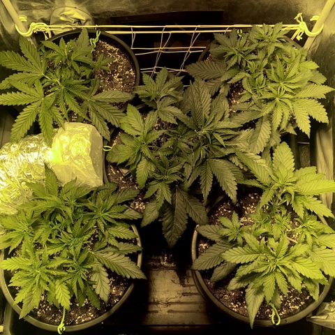 Fullgas! growlog timeline photo