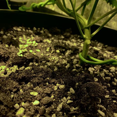 Fullgas! growlog timeline photo