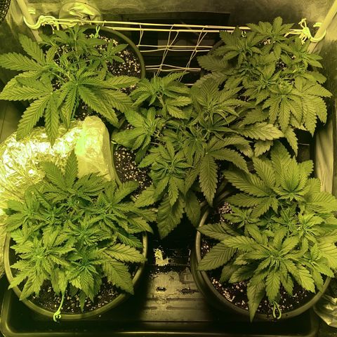 Fullgas! growlog timeline photo