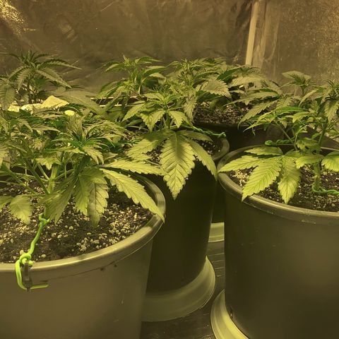 Fullgas! growlog timeline photo
