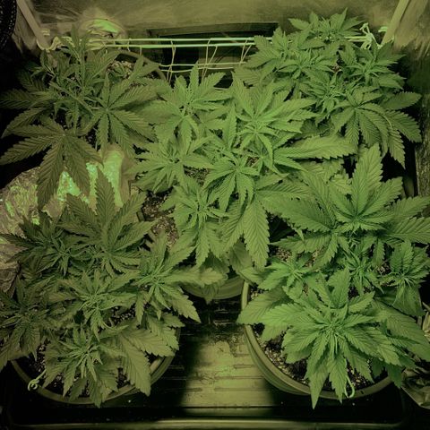 Fullgas! growlog timeline photo