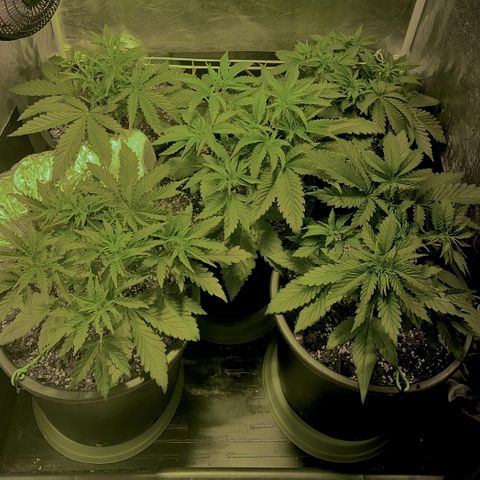Fullgas! growlog timeline photo