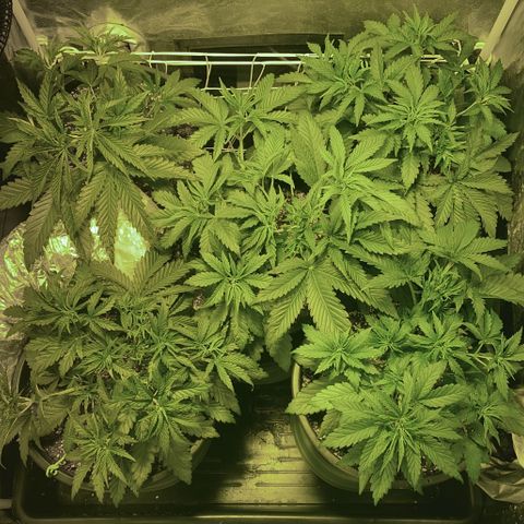 Fullgas! growlog timeline photo