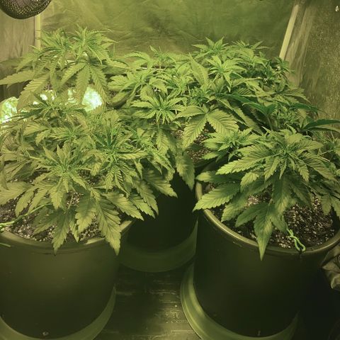 Fullgas! growlog timeline photo