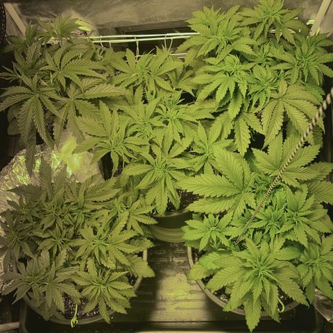 Fullgas! growlog timeline photo