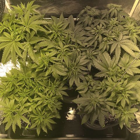 Fullgas! growlog timeline photo