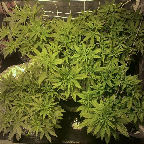 Fullgas! growlog timeline photo