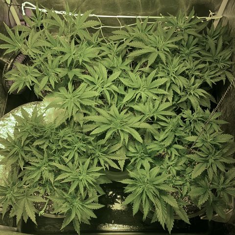 Fullgas! growlog timeline photo