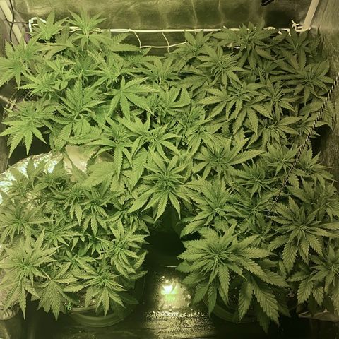 Fullgas! growlog timeline photo
