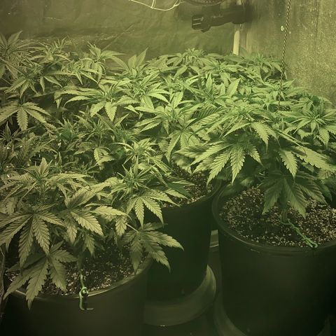 Fullgas! growlog timeline photo