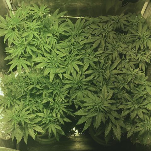 Fullgas! growlog timeline photo