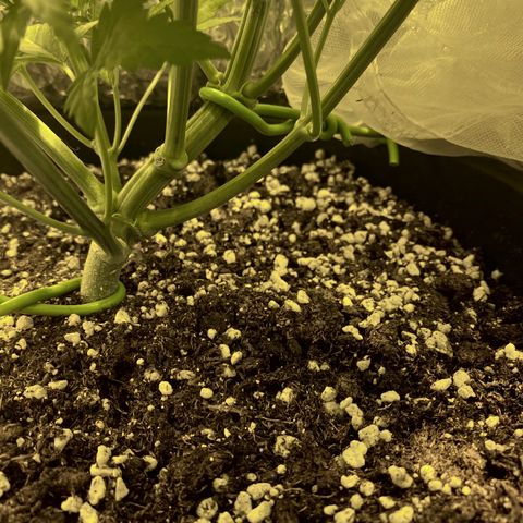 Fullgas! growlog timeline photo