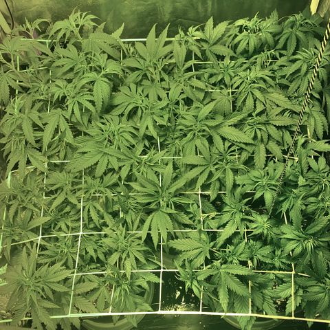 Fullgas! growlog timeline photo