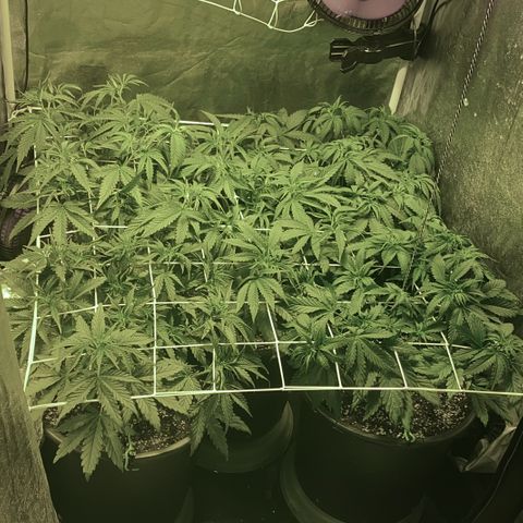 Fullgas! growlog timeline photo