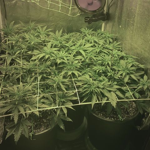 Fullgas! growlog timeline photo