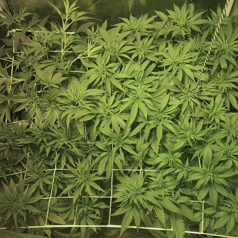 Fullgas! growlog timeline photo