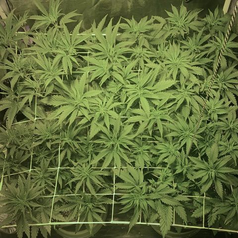 Fullgas! growlog timeline photo