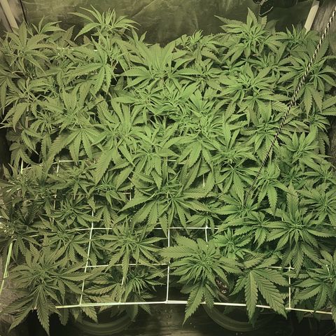 Fullgas! growlog timeline photo