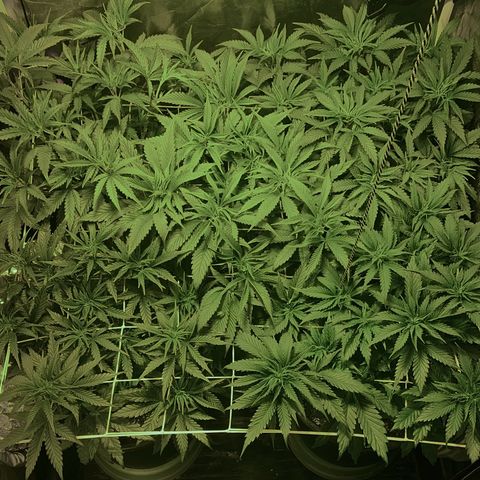 Fullgas! growlog timeline photo